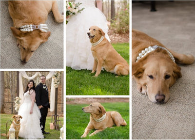 Best Man or Man's Best Friend? Top 10 Cutest (and Furriest) Bellagala Wedding Guests